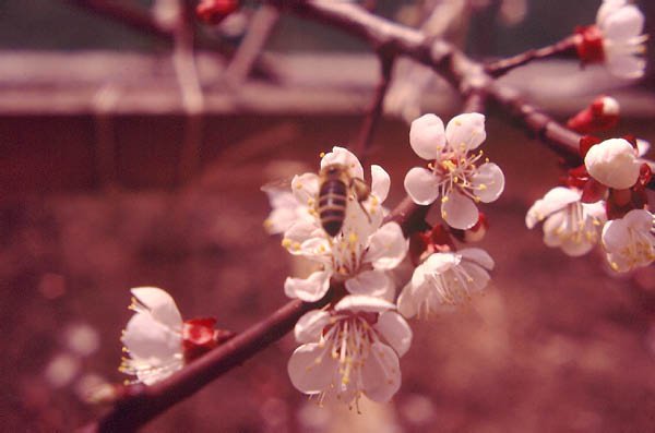 Bienen & Blüten