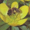 Bienen & Blüten